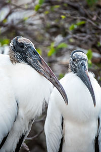 Close-up of two birds