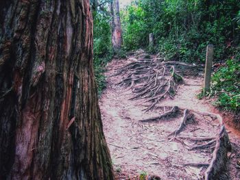 Close-up of trees in forest