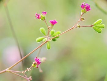 Close-up of pink flowering plant