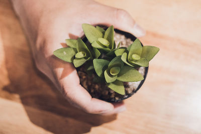 Cropped hand holding potted plant over table