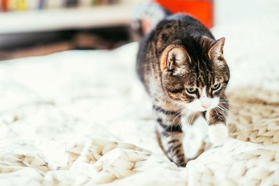 Close-up of a cat resting