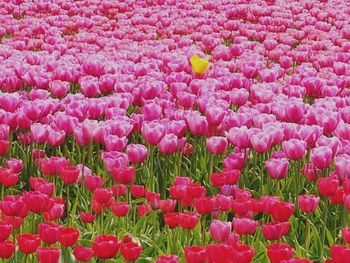 Full frame shot of red tulips blooming in field