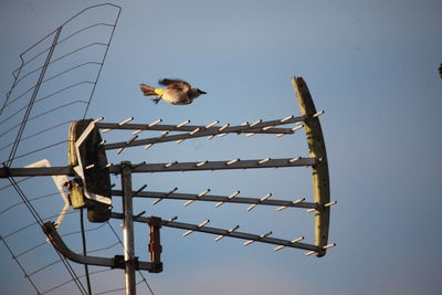 Low angle view of bird perching on wood against sky