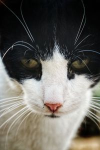 Close-up portrait of cat