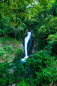 Scenic view of waterfall in forest