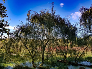 Low angle view of trees against blue sky