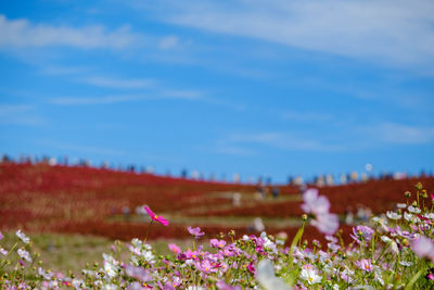 Close-up of pink flowering plants on field against sky