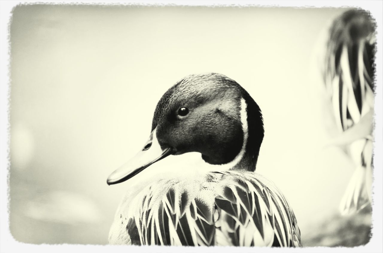 one animal, animal themes, bird, close-up, animal head, wildlife, focus on foreground, animals in the wild, transfer print, auto post production filter, animal body part, looking away, front view, beak, day, portrait, side view, part of, outdoors, headshot