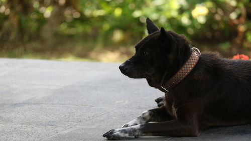 Black dog looking away in city