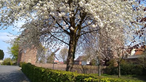 View of flowering tree by house against sky