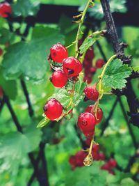 Close-up of red berries growing on tree