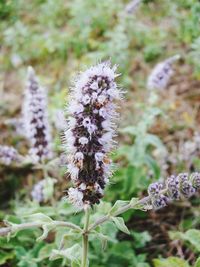 Close-up of purple flowers