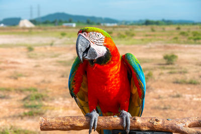 Close-up of parrot perching on wooden post