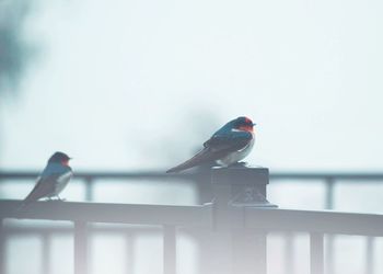 Birds perching on railing