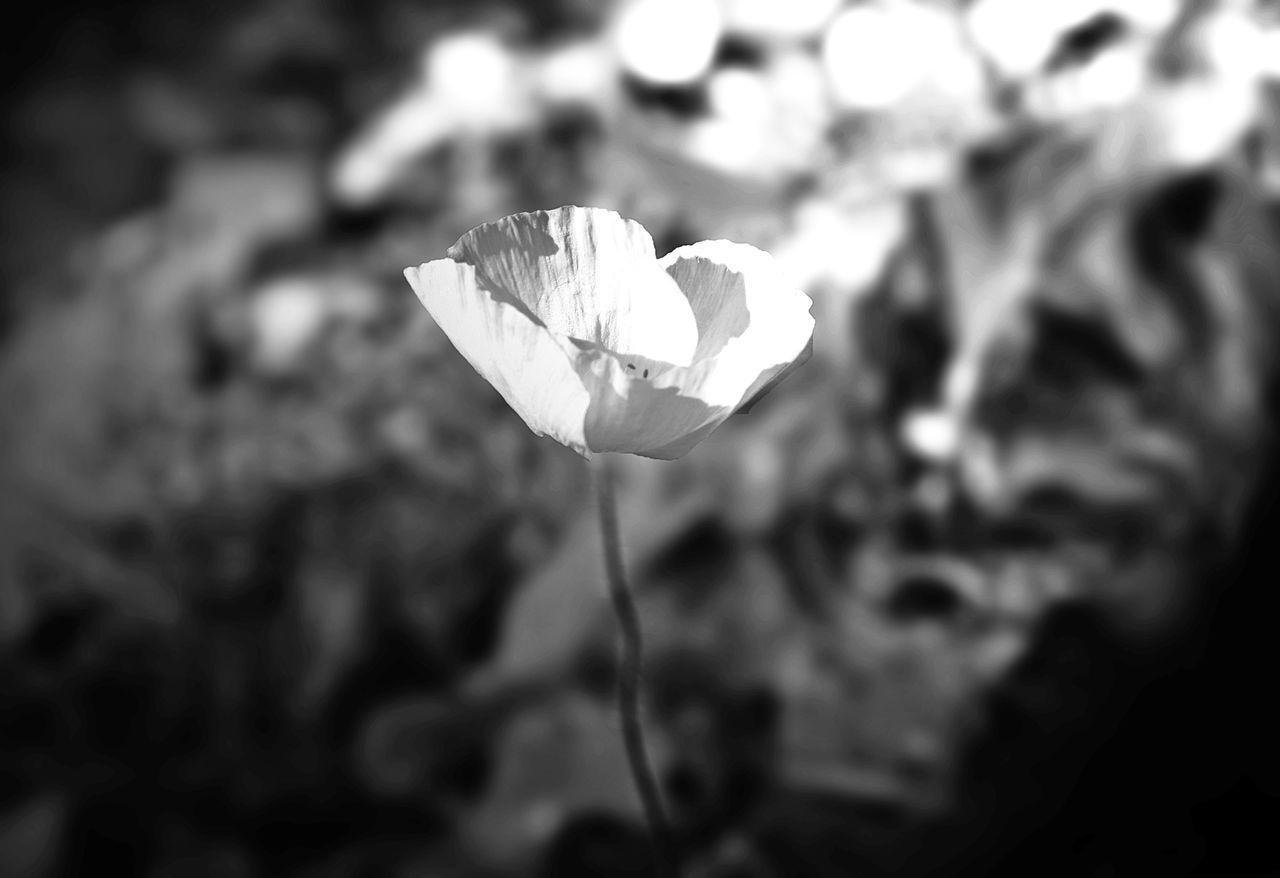 CLOSE-UP OF WHITE ROSE ON PLANT