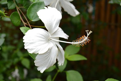 Close-up of white flowering plant