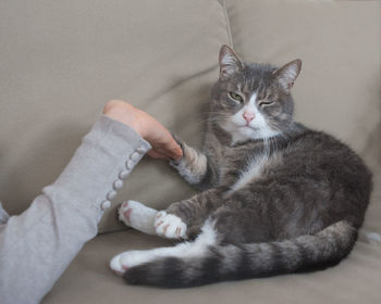 Close-up of hand holding cat on sofa