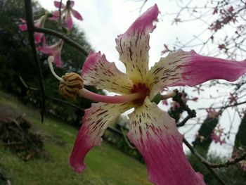 Close-up of day lily blooming on tree