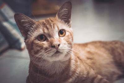 Close-up portrait of cat