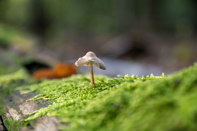 Close-up of mushroom growing on field