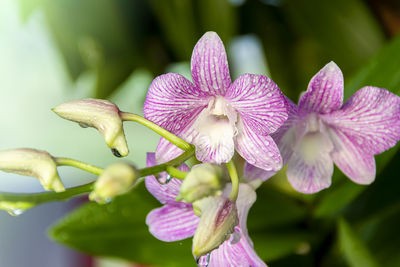 Close-up of pink flowering plant