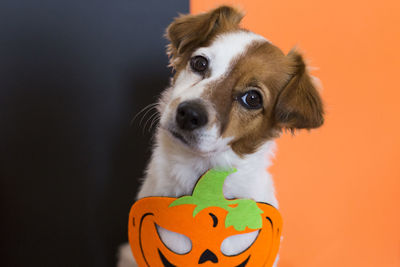 Portrait of dog with jack o lantern during halloween