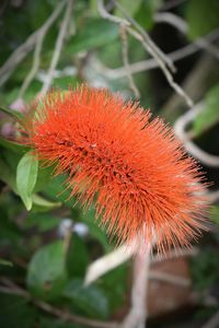 Close-up of red flower