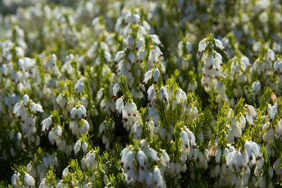 Close-up of plants growing in field