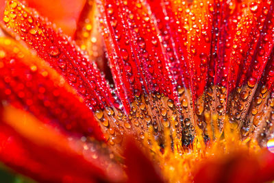 Macro shot of red flower