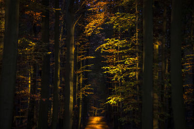 Trees in forest during autumn