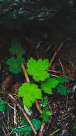 High angle view of plants growing on field