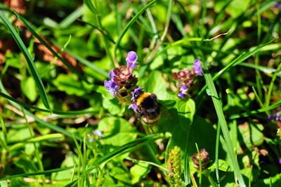 Close-up of honey bee on flower