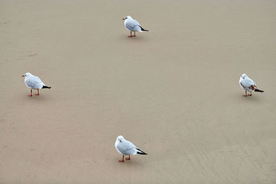 Seagulls walking on seashore. black-headed gulls, walking on sandy beach. chroicocephalus ridibundus