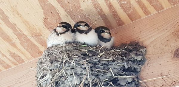 View of birds in nest