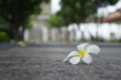 Close-up of white flower blooming outdoors