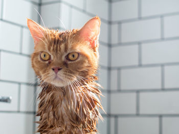 Close-up portrait of a cat