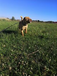 Dog standing on field against clear sky
