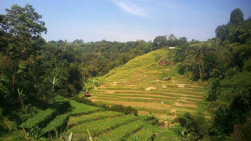 Scenic view of agricultural field against sky