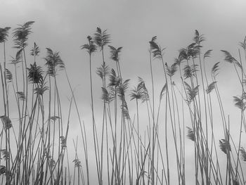 Low angle view of plants against sky