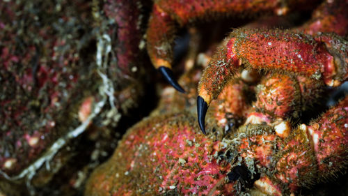 Close-up of coral in sea