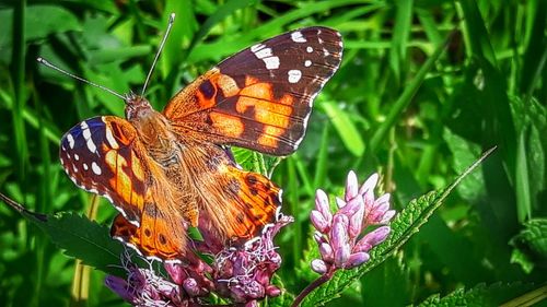Butterfly perching on flower