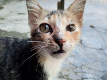 Close-up portrait of cat