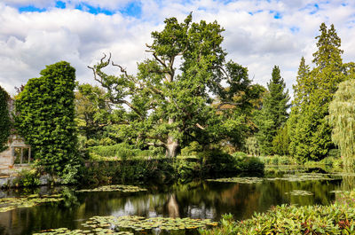 Trees growing by lake