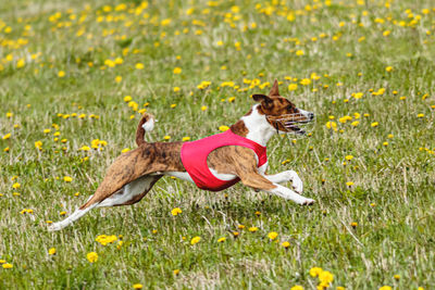 Basenji dog in red shirt running and chasing lure in the field on coursing competition