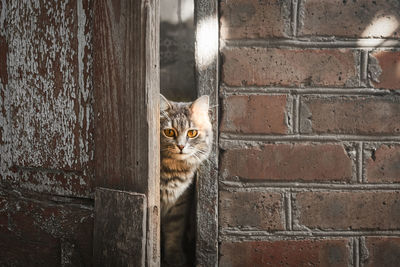 Portrait of cat sitting against wall