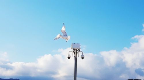 Low angle view of bird perching against sky