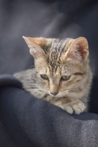 cat