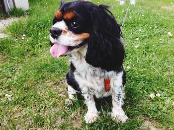 Cavalier king charles spaniel sticking out tongue while sitting on grassy field