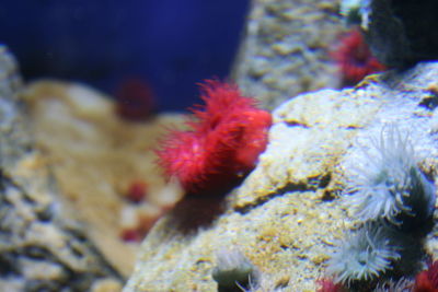 Close-up of coral in sea