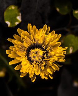 Close-up of yellow flowering plant